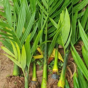 Cây Giống Cau Thủy Nguyên – Cao 1m–1m3