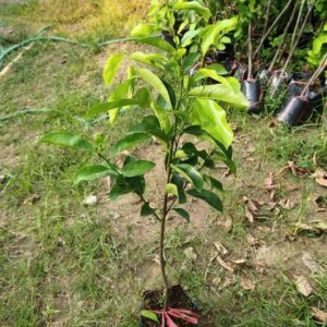 Cây giống chà là – hàng đẹp 30-40cm, dễ trồng - Nhà Vườn Sim Garden