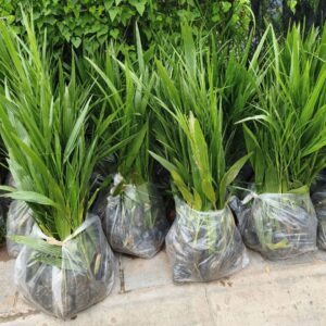 Cây giống chà là – hàng đẹp 30-40cm, dễ trồng - Nhà Vườn Sim Garden