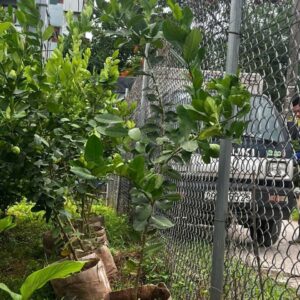 Cây Giống Chanh Vàng Mỹ – Quả To, Vị Chua Thanh