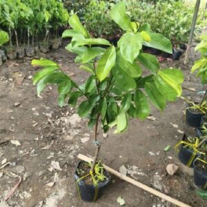 Cây Giống Chanh Vàng Choai – Dáng Đẹp, Sai Quả
