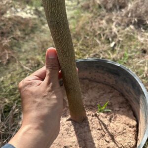 Cây Giống Chanh Vàng Choai – Dáng Đẹp, Sai Quả