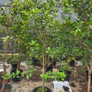Cây Giống Cherry Brazil – Cherry Trái To, Ngọt, Sai Quả