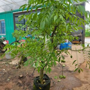 Cây Giống Cóc Thái Siêu Trái – Sai Trái Quanh Năm