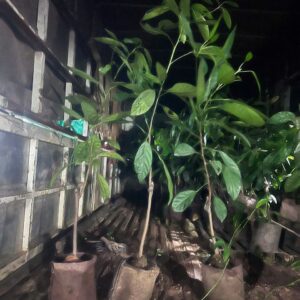 Cây Giống Dâu Da Choai – Quả Sai, Ngọt Thơm