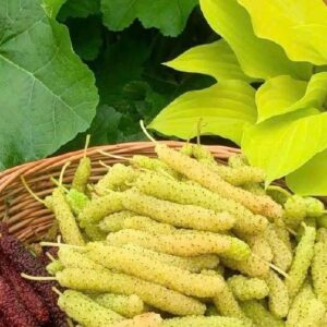 Cây Giống Dâu Sữa Đài Loan – Ngọt Thơm, Sai Quả