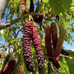 Cây Giống Dâu Trái Dài – Ngọt Thơm