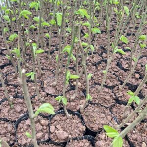 Cây Giống Dâu Trái Dài – Ngọt Thơm