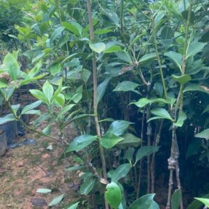 Cây Giống Hồi Ghép – Giống Thuần, Chất Lượng