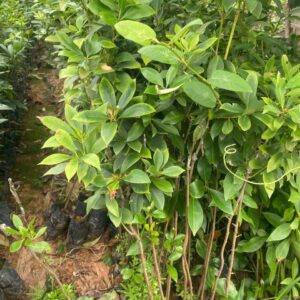 Cây Giống Hồi Ghép – Giống Thuần, Chất Lượng