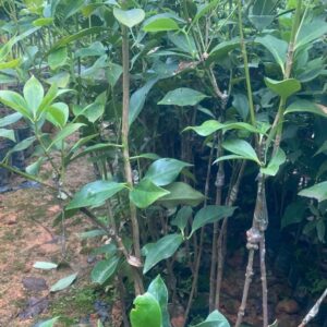Cây Giống Hồi Ghép – Giống Thuần, Chất Lượng