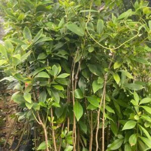 Cây Giống Hồi Ghép – Giống Thuần, Chất Lượng