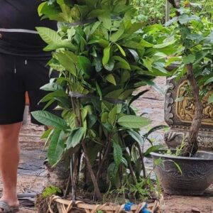 Cây Giống Hồng Sô Cô La – Hồng Nhật Ngọt Đậm, Thơm Ngon