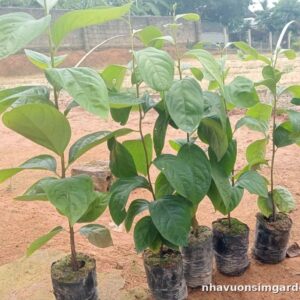 Cây Giống Hồng Thực Sinh – Cây Khỏe, Dễ Trồng