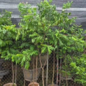 Cây Giống Khế Ngọt – Choại To, Sai Quả, Ngọt Giòn
