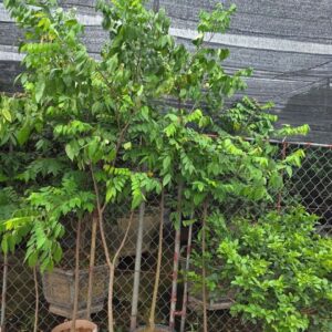 Cây Giống Khế Ngọt – Choại To, Sai Quả, Ngọt Giòn