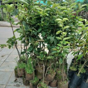 Cây Giống Lê VH6 – Choai To, Quả Ngọt Giòn