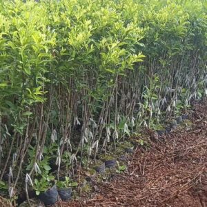 Cây Giống Mận Đường Kim Cương – Mận Ngọt, Giòn, Sai Quả