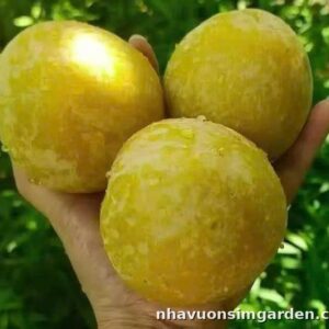 Cây Giống Mận Đường Kim Cương – Mận Ngọt, Giòn, Sai Quả