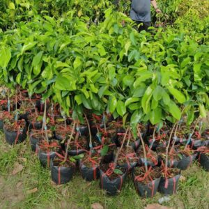 Cây giống mãng cầu – quả to, ngọt thơm, dễ trồng - Nhà Vườn Sim Garden