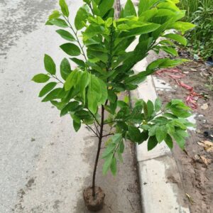 Cây Giống Na Dai Bầu Bát