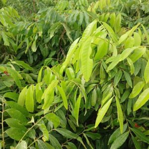 Cây Giống Nhãn Choai Bầu Bát – Quả To Ngọt, Sai Quả