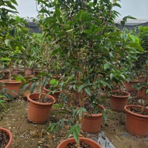 Cây Giống Nho Thân Gỗ (Nho Vườn) – Cây To, Sai Quả Quanh Năm