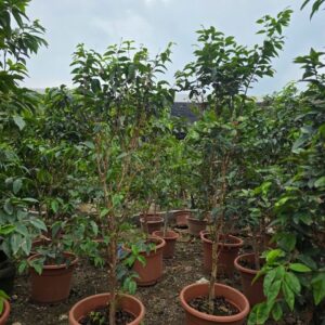 Cây Giống Nho Thân Gỗ (Nho Vườn) – Cây To, Sai Quả Quanh Năm