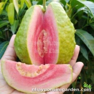 Cây Giống Ổi Ruby – Quả To, Giòn Ngọt, Thơm Ngon