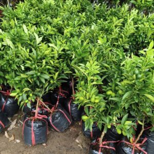 Cây giống quất ngọt – trái ngọt, làm cảnh tết đẹp - Nhà Vườn Sim Garden