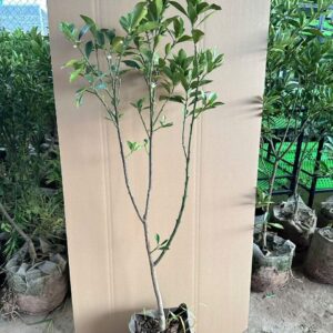 Cây Giống Quất Ngọt Đời 3 – Cây Choai