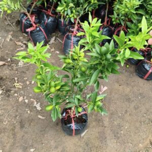 Cây giống quất ngọt – trái ngọt, làm cảnh tết đẹp - Nhà Vườn Sim Garden