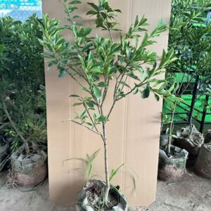Cây Giống Quất Ngọt Đời 3 – Cây Choai