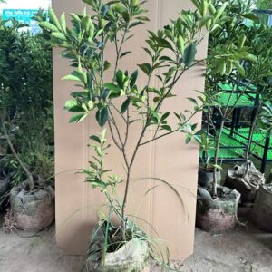 Cây Giống Quất Ngọt Đời 3 – Cây Choai