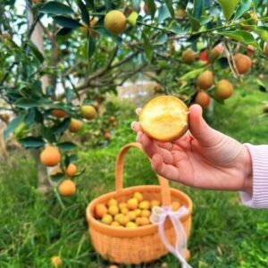 Cây Giống Quất Ngọt Đời 3 – Cây Choai