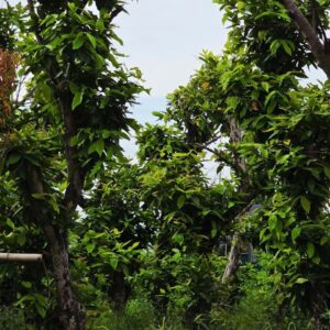 Cây Roi Đỏ Cổ Thụ – Cây To, Sai Quả, Làm Cảnh Độc Đáo