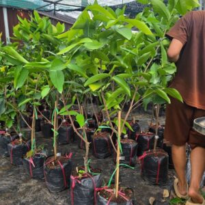 Cây Giống Roi Đỏ – Roi Đường Xang, Choai To