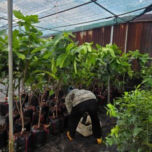 Cây Giống Roi Đỏ – Roi Đường Xang, Choai To