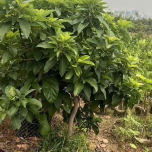 Sao Nhãy Cam – Hoa Cảnh Đẹp