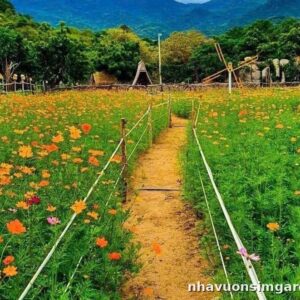 Sao Nhãy Cam – Hoa Cảnh Đẹp