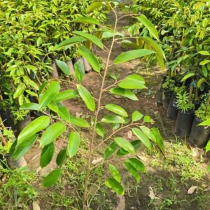 Cây Giống Sầu Riêng – Giống Tốt, Quả Ngon, Dễ Trồng