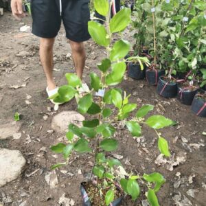 Cây Giống Táo Thái Da Xanh – Giòn Ngọt, Sai Quả