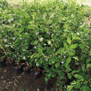 Cây Giống Táo Thái Da Xanh – Giòn Ngọt, Sai Quả
