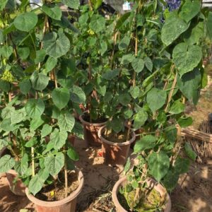 Cây Giống Thiên Lý Siêu Hoa – Cây Choai, Nhiều Hoa, Thơm Ngon