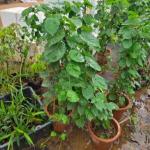 Cây Giống Thiên Lý Cây To