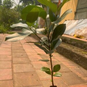 Cây Giống Trâm – Quả Nhỏ, Ngọt Thanh