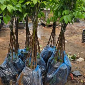 Cây Giống Trám Đen Nếp – Hàng Chuẩn Zin, Quả To Dày Cùi