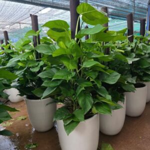 Cây Trầu Bà Cột – Cây Cảnh Đẹp, Sang Trọng
