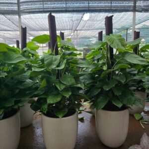 Cây Trầu Bà Cột – Cây Cảnh Đẹp, Sang Trọng