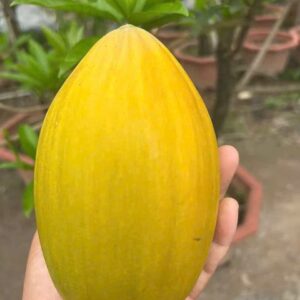 Cây Giống Trứng Gà Kim Cương Vàng